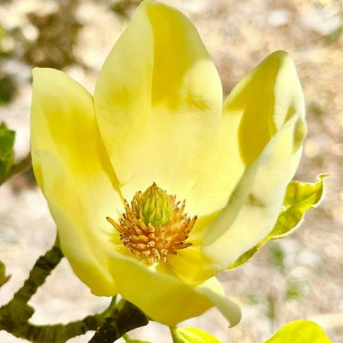 Yellow Bird